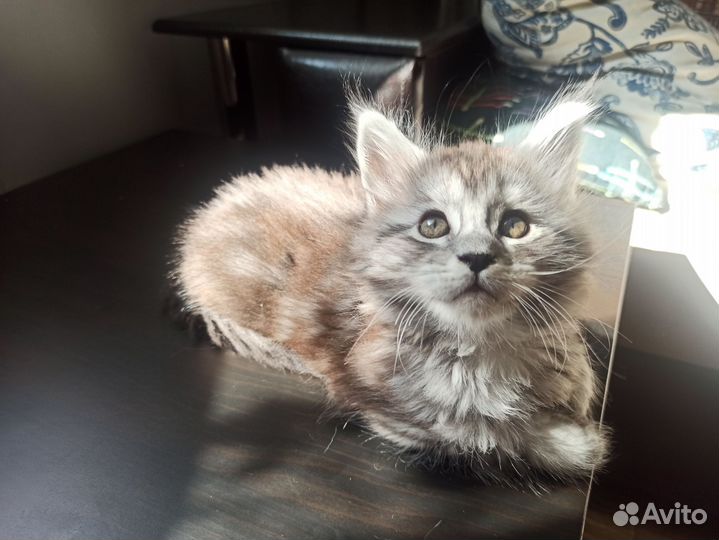 Котёнок Мейн-кун