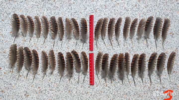 Вальшнеп перья