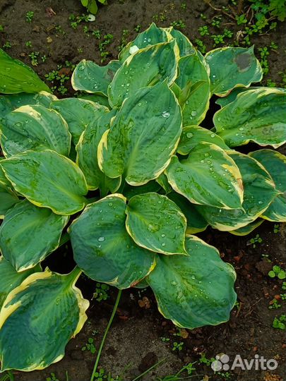 Саженцы хосты