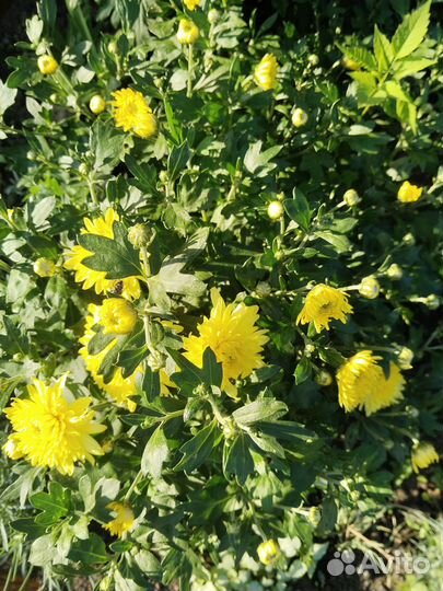 Многолетние растения для сада