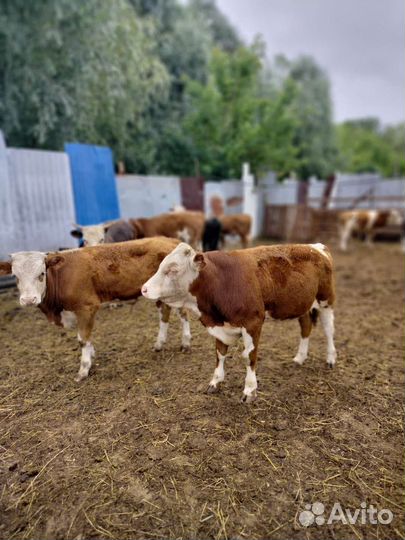 Бычки-Телята