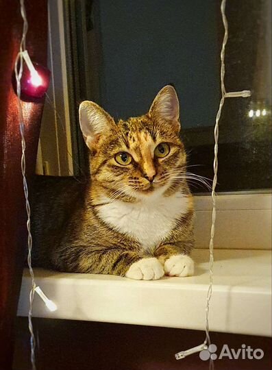 Лучшая кошка с золотым характером