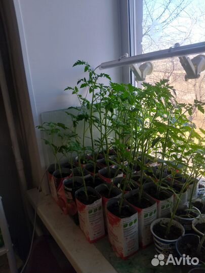 Рассада помидор