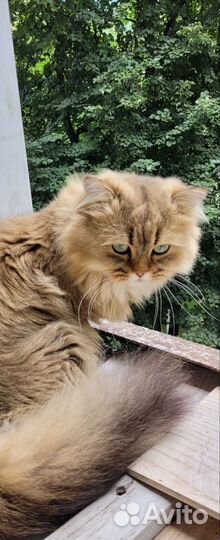 Вязка Шотландский Хайленд Страйт