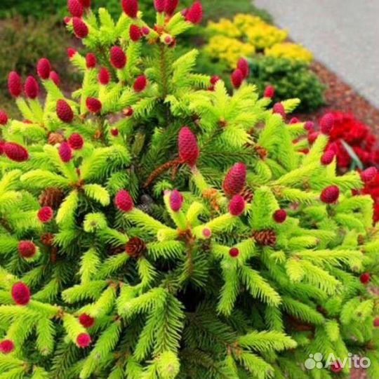 Хвойные растения