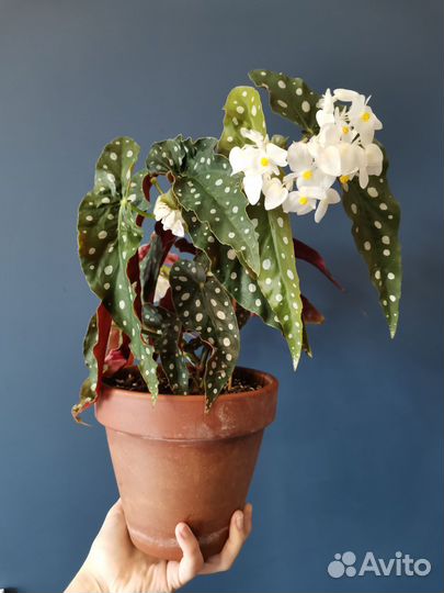 Бегония Макулата (Крылышки)