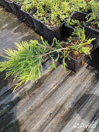 Хвойные растения