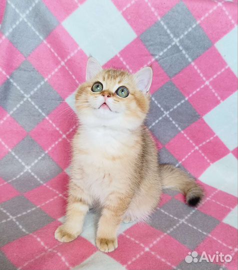 Британский золотой котик