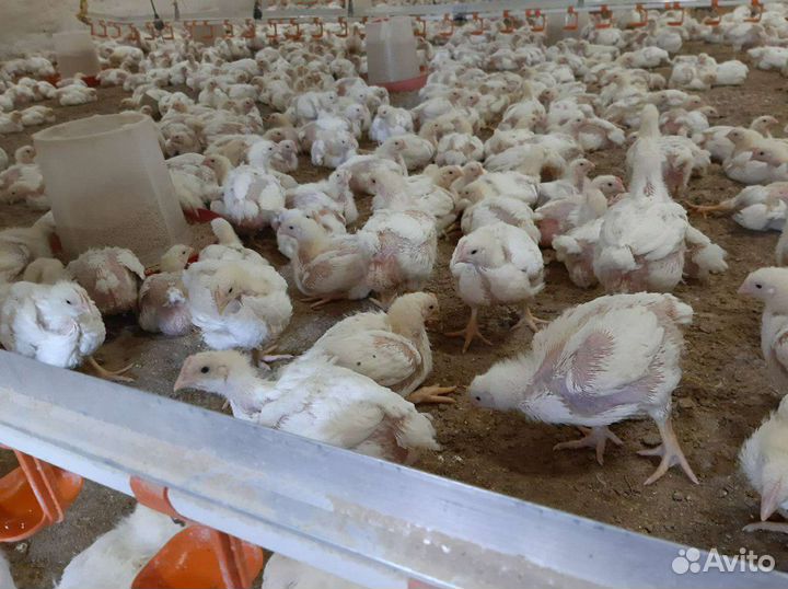 Продаю цыплят подрощеного бройлера