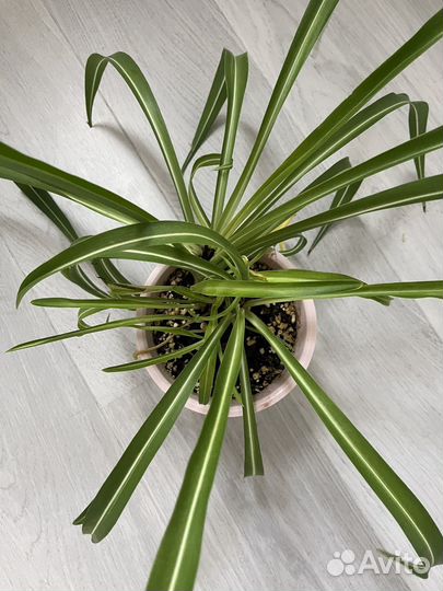 Хлорофитум