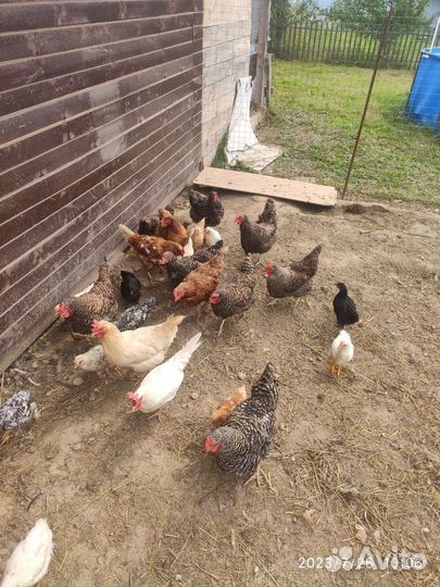 Куры несушки