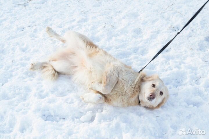 Красивая собачка ищет дом в добрые руки