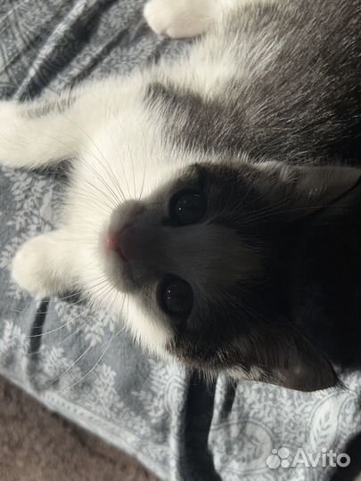 Котенок мальчик