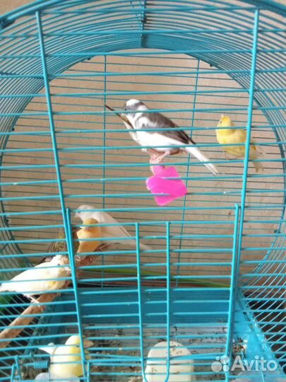 Кенара и канарейки