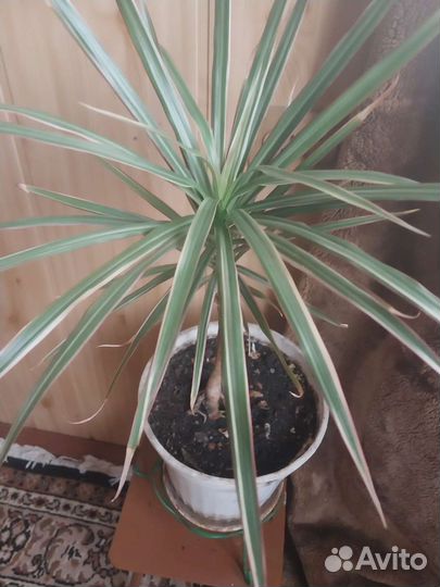 Комнатные растения