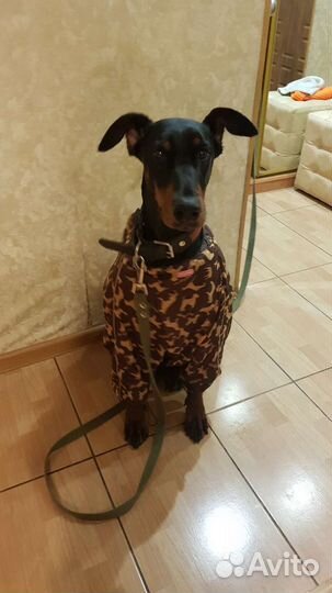 Одежда для собак