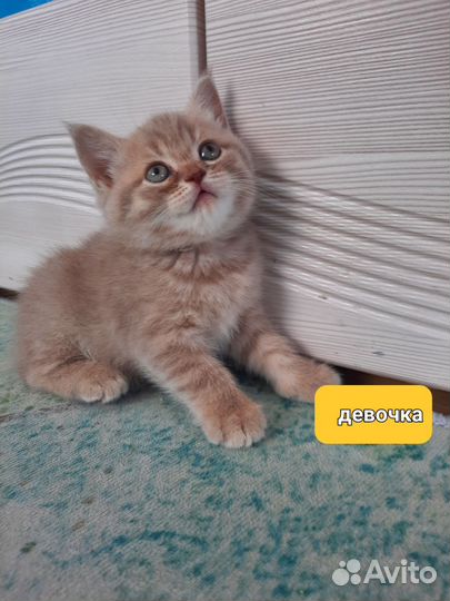 Британские котята