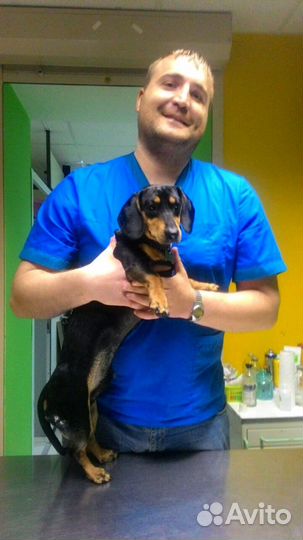 Вызов ветеринарного врача на дом 24/7