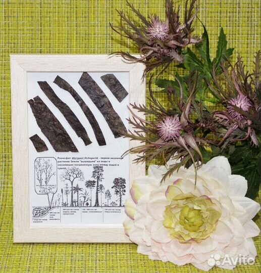 Риниофиты (первые растения) и окаменелые водоросли