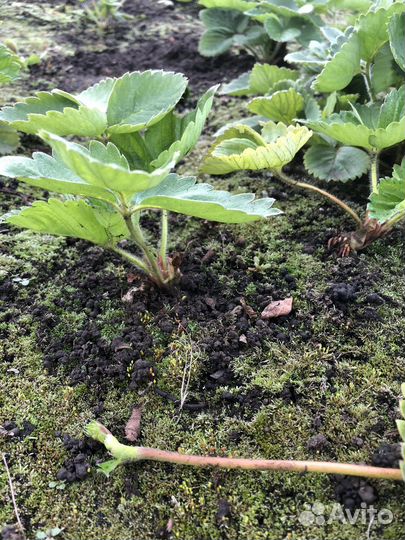 Клубника ранняя Хоней. Саженцы окс