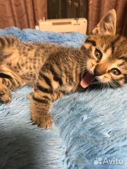 Котята в дар бесплатно