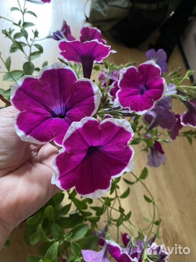 Вегетативная петуния