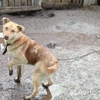 Собака в добрые руки отдам бесплатно