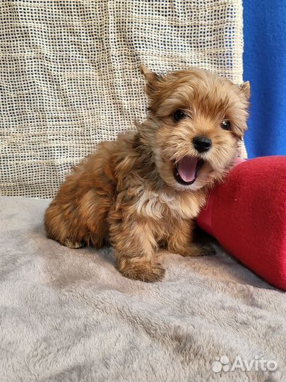 Русская салонная собака золотой йорк девочки