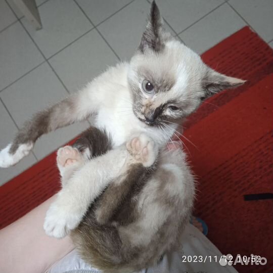 Кошка в дар