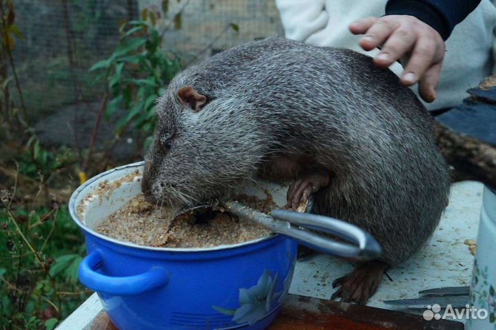 Нутрии самцы и самки