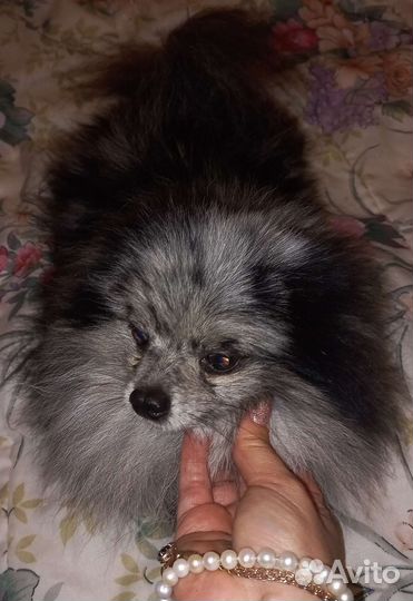 Два кобеля шпицы помы на вязку