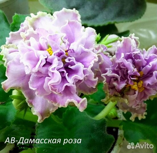 Фиалки, стрептокарпусы сортовые