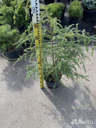 Тсуга канадская