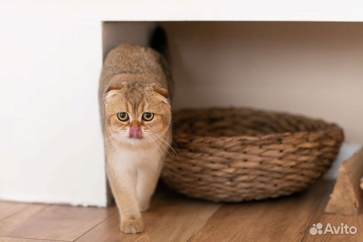 Кот на вязку