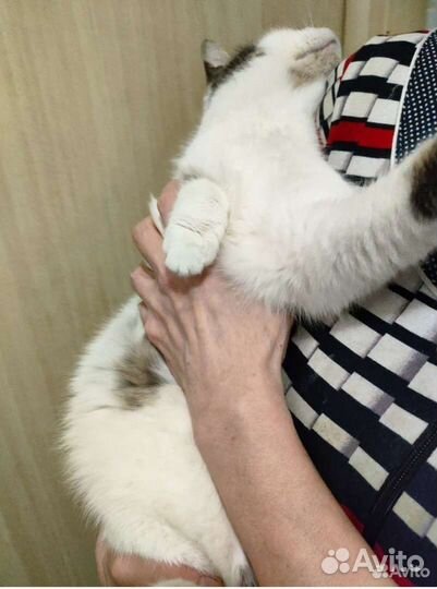 Маленькая Принцесса