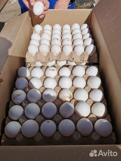 Яйцо куриное загрязненка