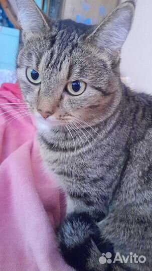 Кот в добрые руки