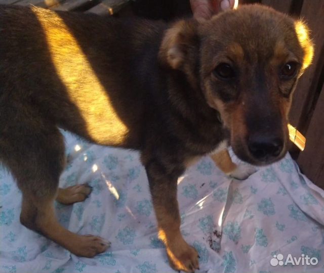 Щенки спасеныши