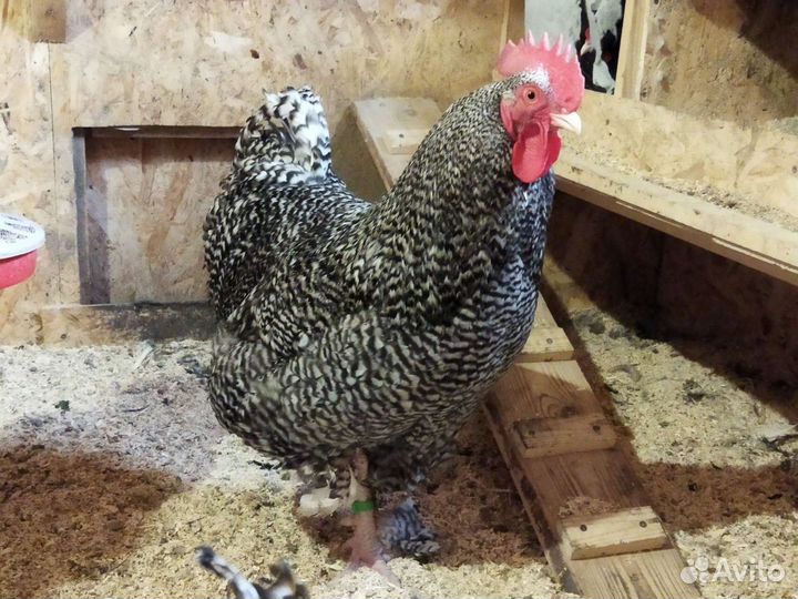 Инкубационное яйцо, цыплята, молодки, петушки