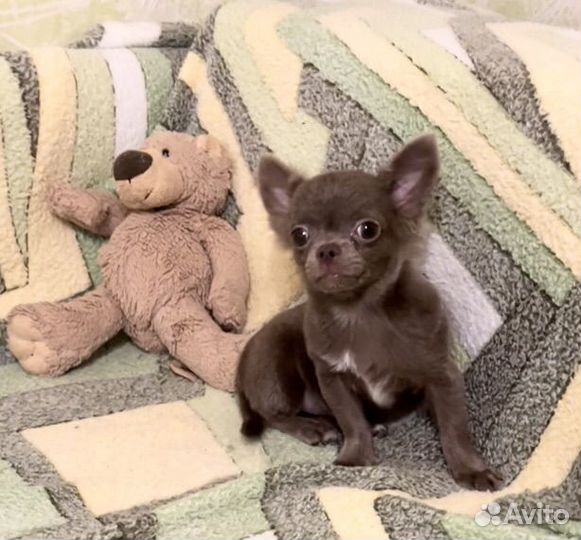 Щенки чихуахуа мини. Лиловый мальчик