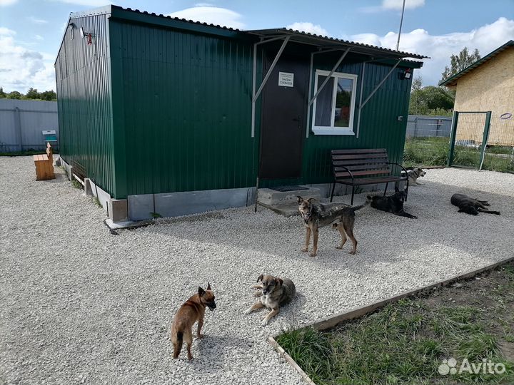 Загородная передержка для собак посуточно/помесячн