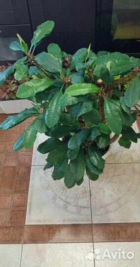 Молочай беложильчатый