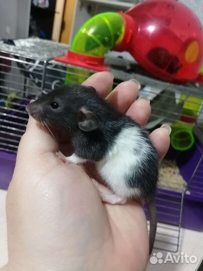 Крыса крысята дамбо