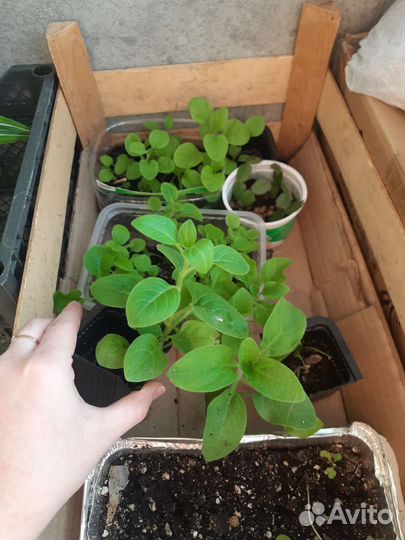 Рассада петунии