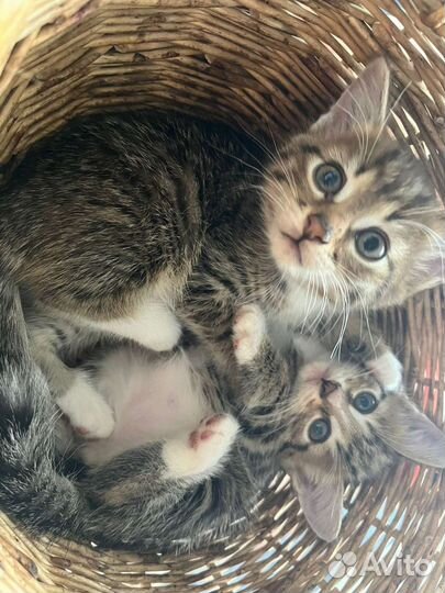 Кошка в дар