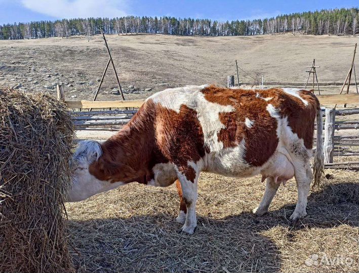Телки чистопородные на корову