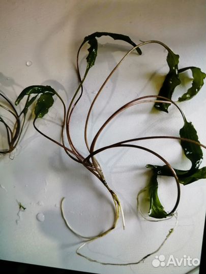 Продаю растения