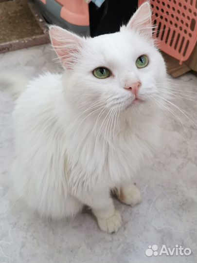 Леончик ищет дом