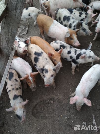 Поросята
