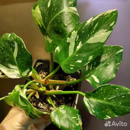 Филодендроны